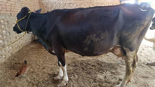 pregnant friesen cross cow