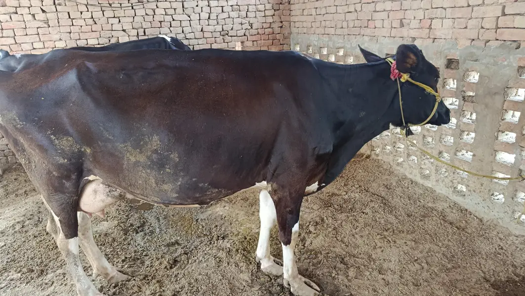 pregnant friesen cross cow — photo 2