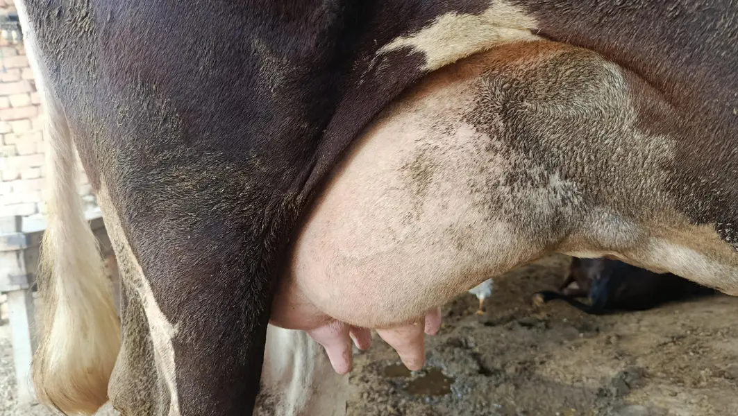 pregnant friesen cross cow — photo 3