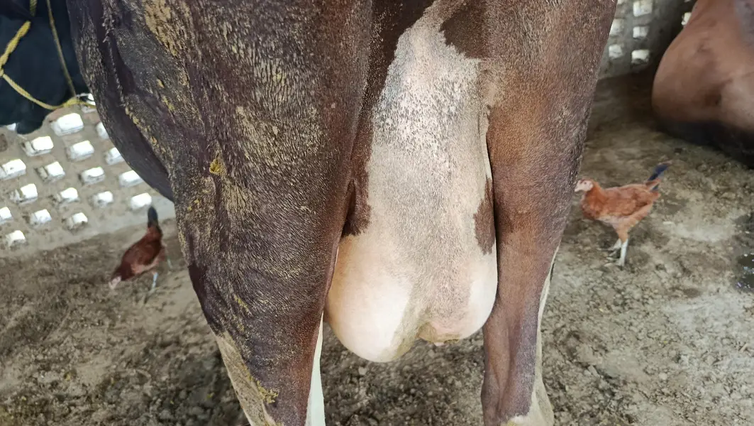 pregnant friesen cross cow — photo 4