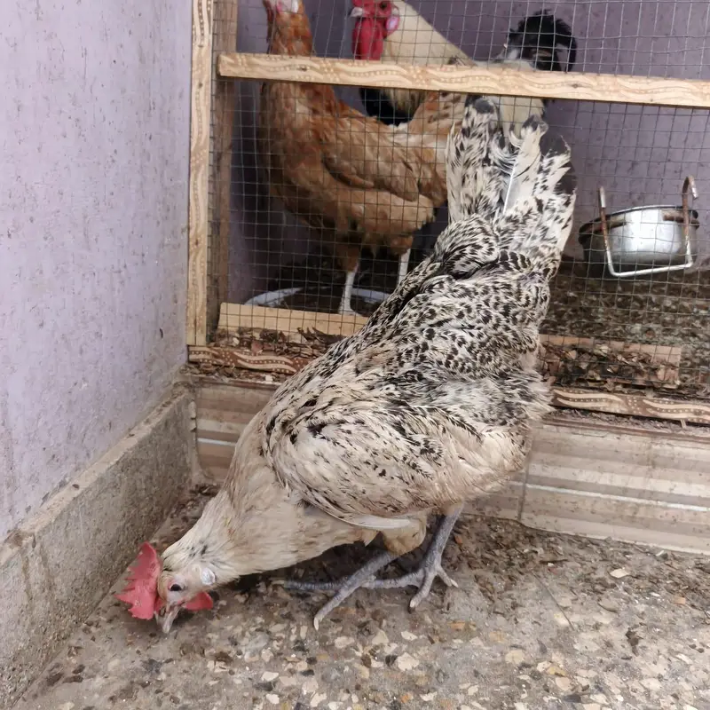 misri pairs — photo 3