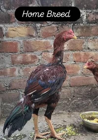 Thai pkoya breed 03157697016