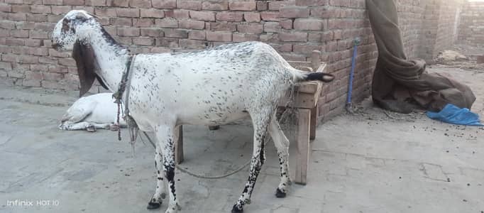 Gaban Bakri 3 Maheena Pure Lal Makhi Cheeni