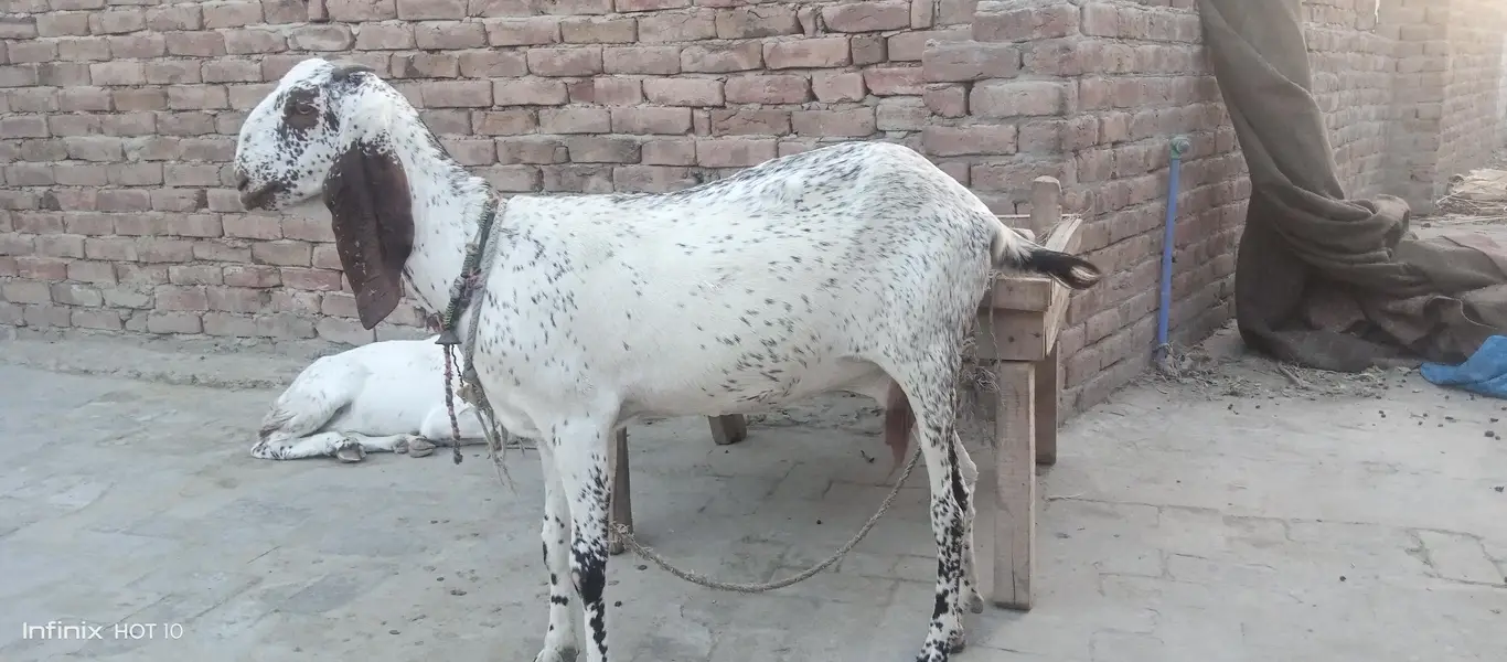 Gaban Bakri 3 Maheena Pure Lal Makhi Cheeni — photo 2
