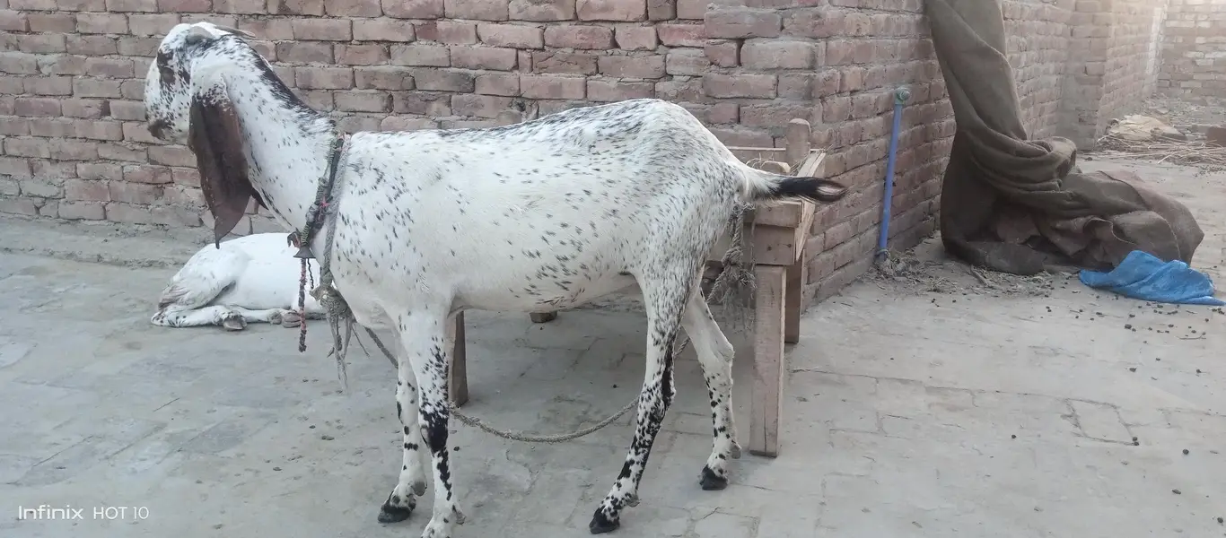 Gaban Bakri 3 Maheena Pure Lal Makhi Cheeni — photo 3