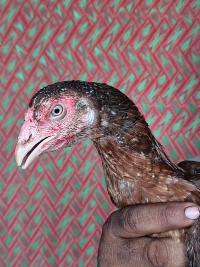 Lakhi hen For sale