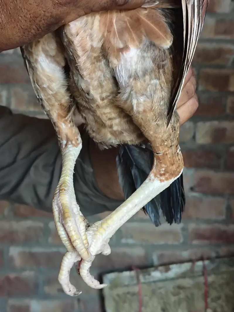 Lakhi hen For sale — photo 2