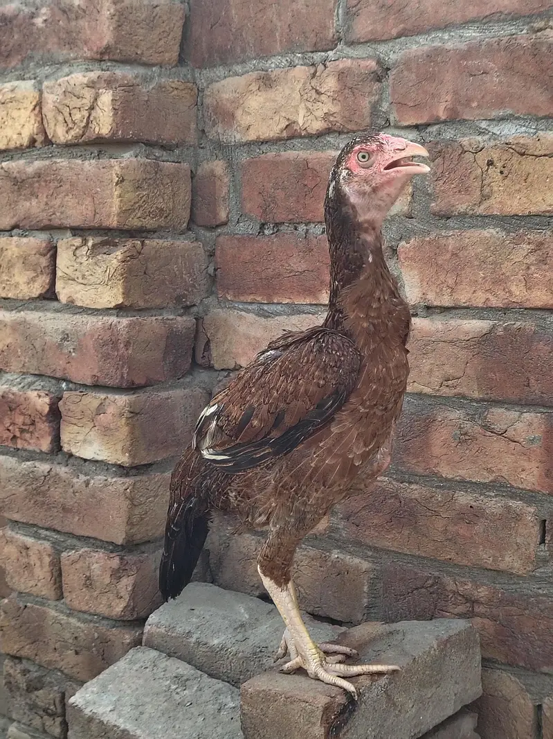 Lakhi hen For sale — photo 3