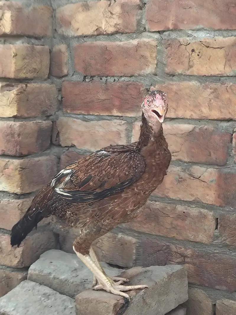 Lakhi hen For sale — photo 4