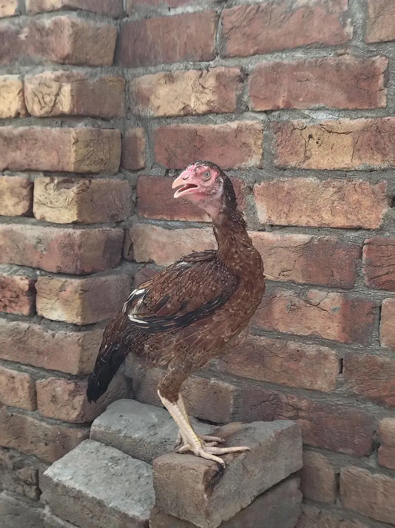 Lakhi hen For sale — photo 5