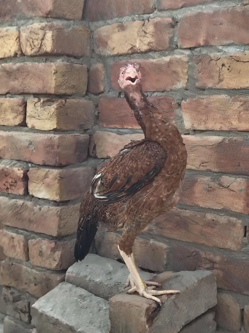 Lakhi hen For sale — photo 6