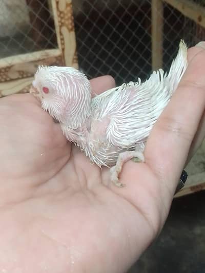 buggies for sale only serious buyer . without cage sale krna hai . . .