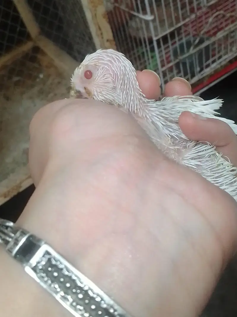 buggies for sale only serious buyer . without cage sale krna hai . . . — photo 2