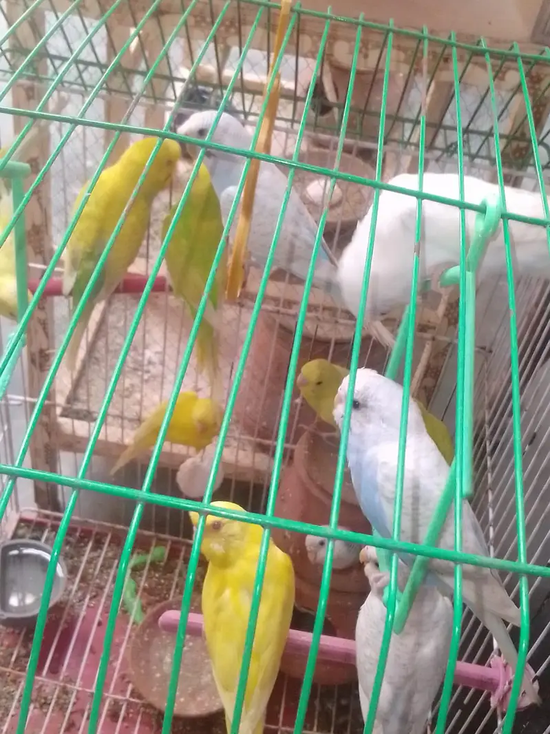 buggies for sale only serious buyer . without cage sale krna hai . . . — photo 3