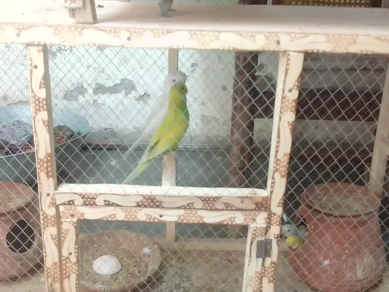 buggies for sale only serious buyer . without cage sale krna hai . . . — photo 4