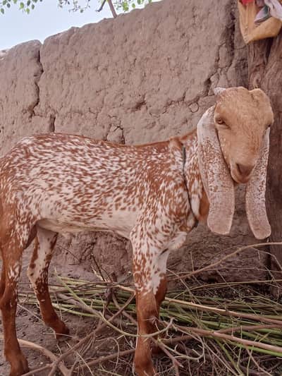 desi Bakra for Sale Mashallah Call 03405796364