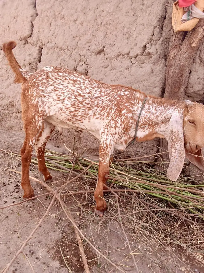 desi Bakra for Sale Mashallah Call 03405796364 — photo 2