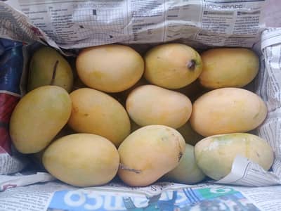 Premium quality white chaunsa