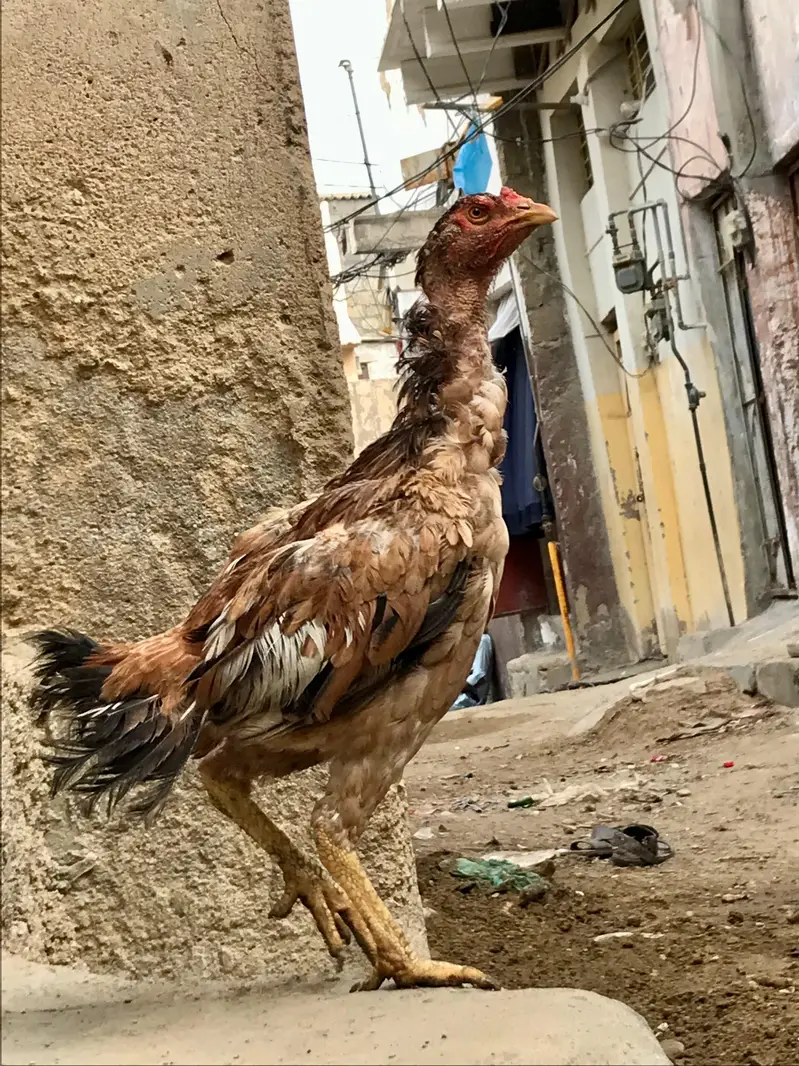 Aseel murga murgi pair — photo 2