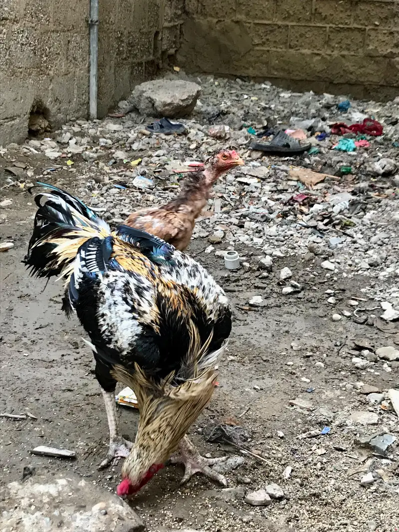 Aseel murga murgi pair — photo 3