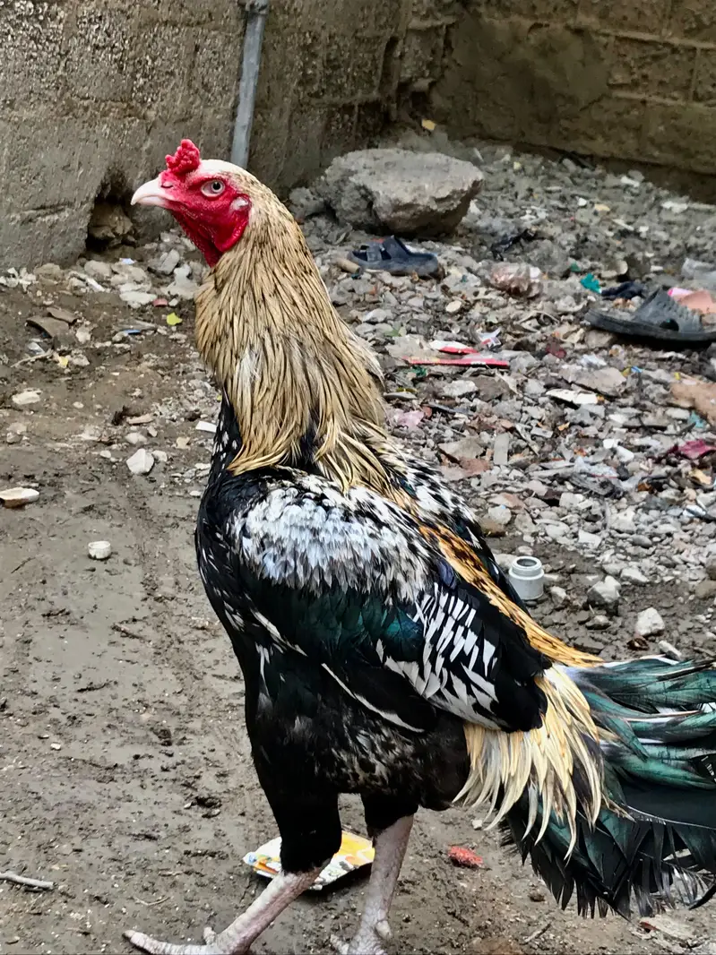 Aseel murga murgi pair — photo 4