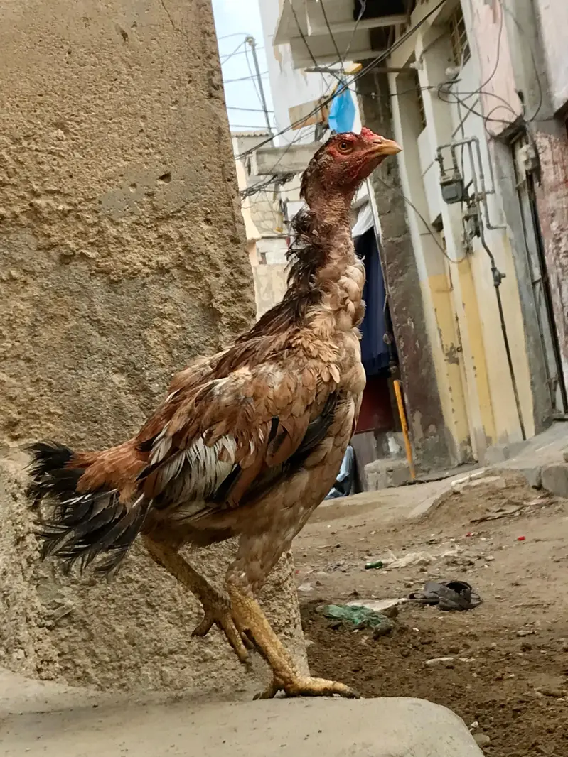 Aseel murga murgi pair — photo 5
