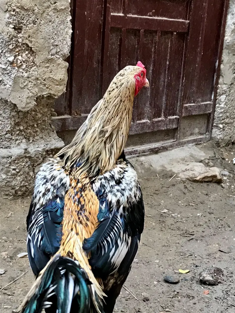 Aseel murga murgi pair — photo 7