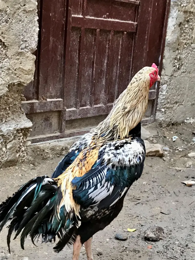Aseel murga murgi pair — photo 8