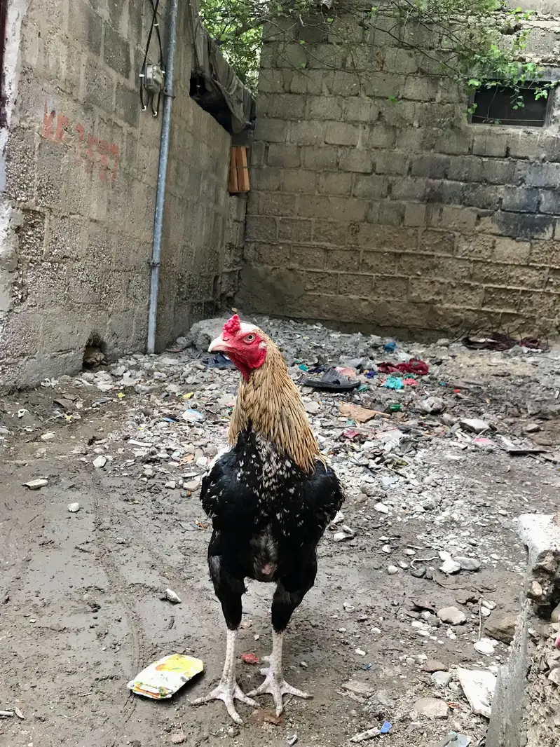 Aseel murga murgi pair — photo 9