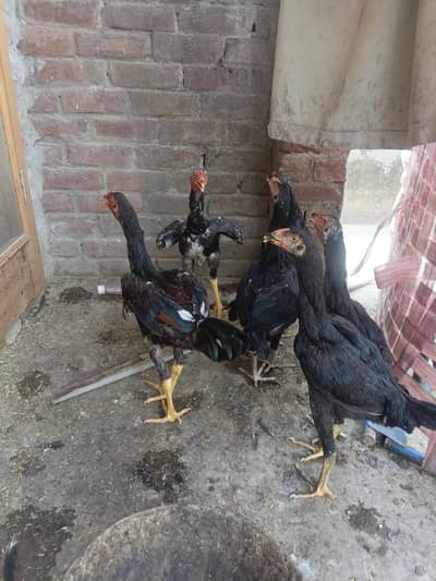 shamoo vaitnam hight achi hai two male five female hai male ki price h