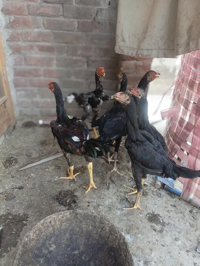 shamoo vaitnam hight achi hai two male five female hai male ki price h — photo 2