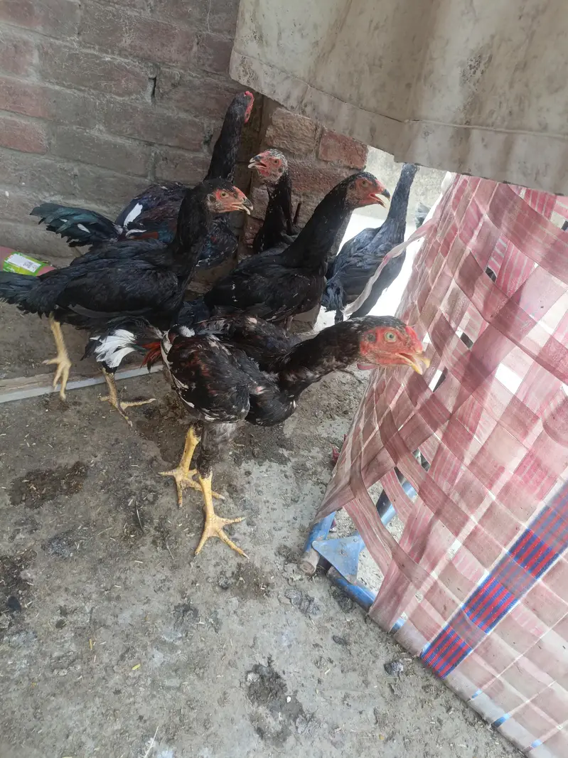 shamoo vaitnam hight achi hai two male five female hai male ki price h — photo 6