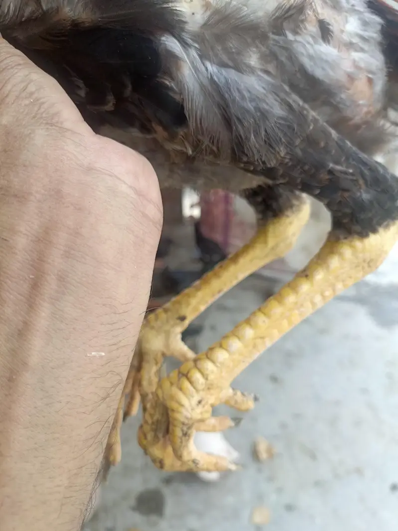 shamoo vaitnam hight achi hai two male five female hai male ki price h — photo 7