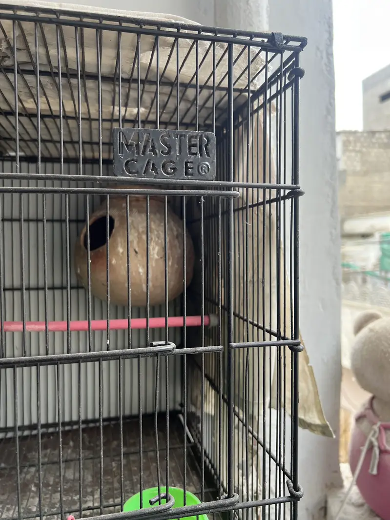 Birds cage for sale branded Master Cage — photo 2