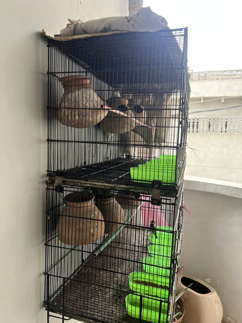 Birds cage for sale branded Master Cage — photo 3
