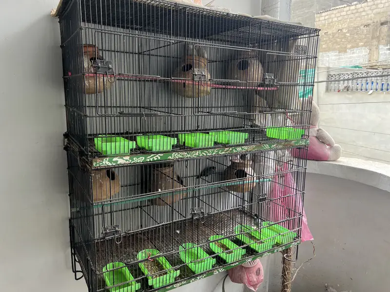 Birds cage for sale branded Master Cage — photo 4