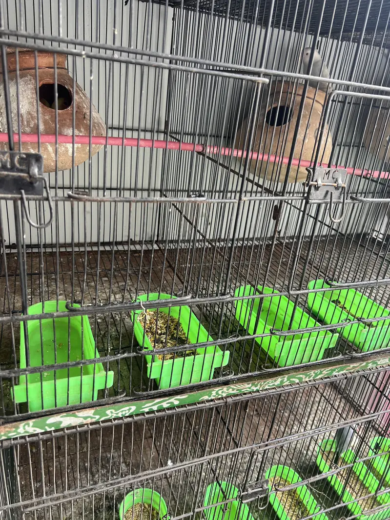 Birds cage for sale branded Master Cage — photo 5