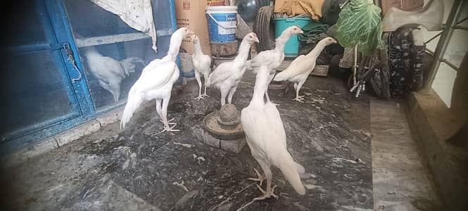 Aseel White Shamo & Heera White
