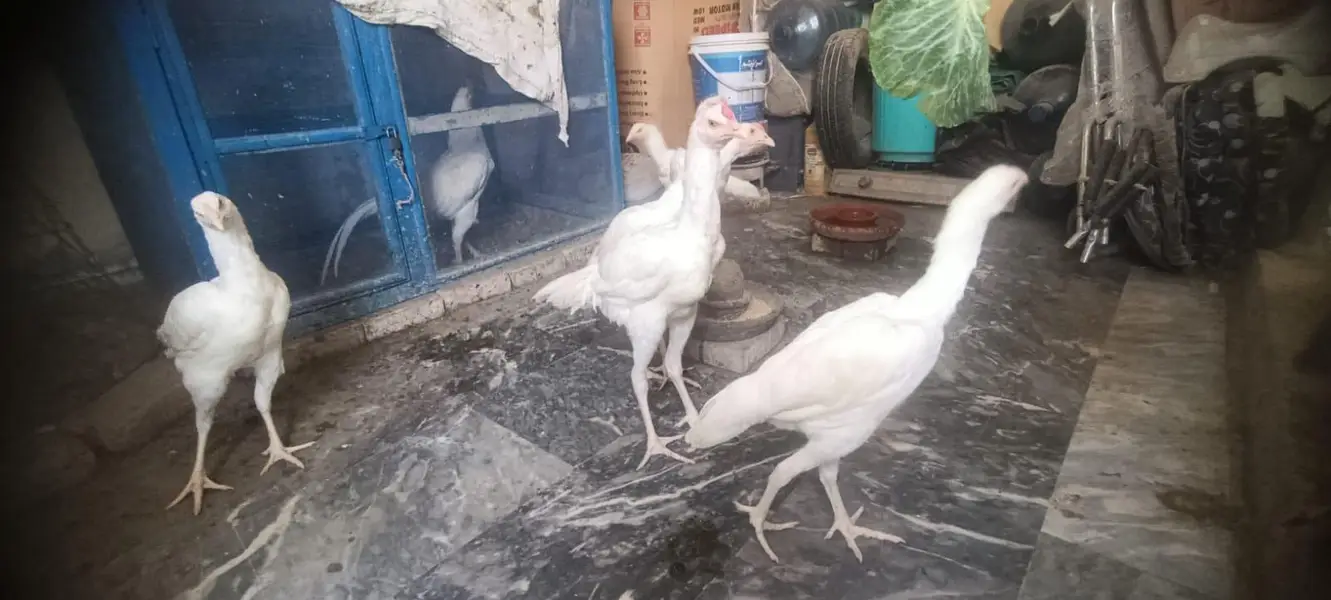 Aseel White Shamo & Heera White — photo 2