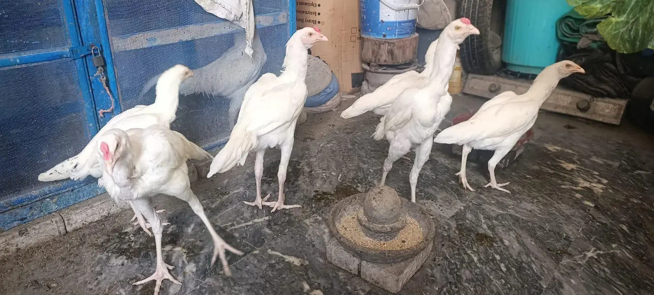 Aseel White Shamo & Heera White — photo 3