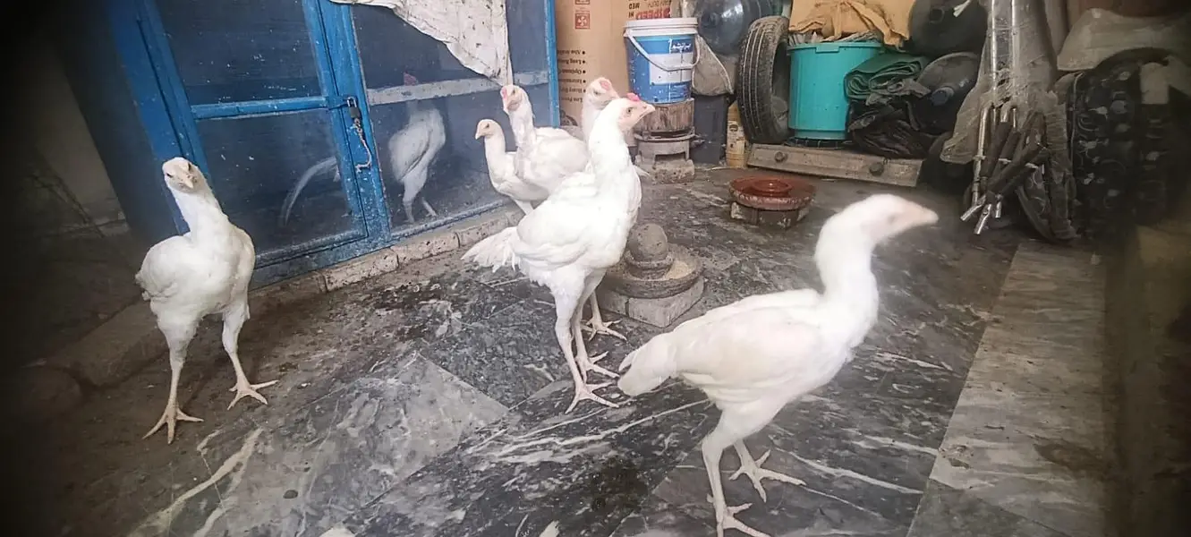 Aseel White Shamo & Heera White — photo 4
