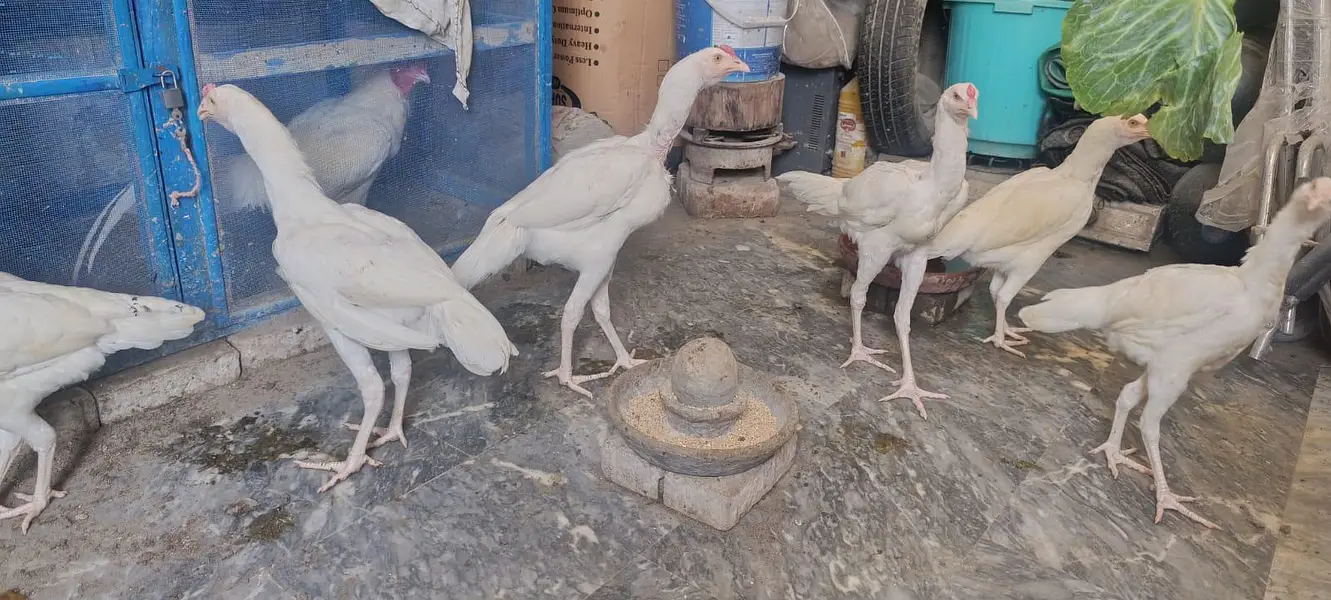 Aseel White Shamo & Heera White — photo 5