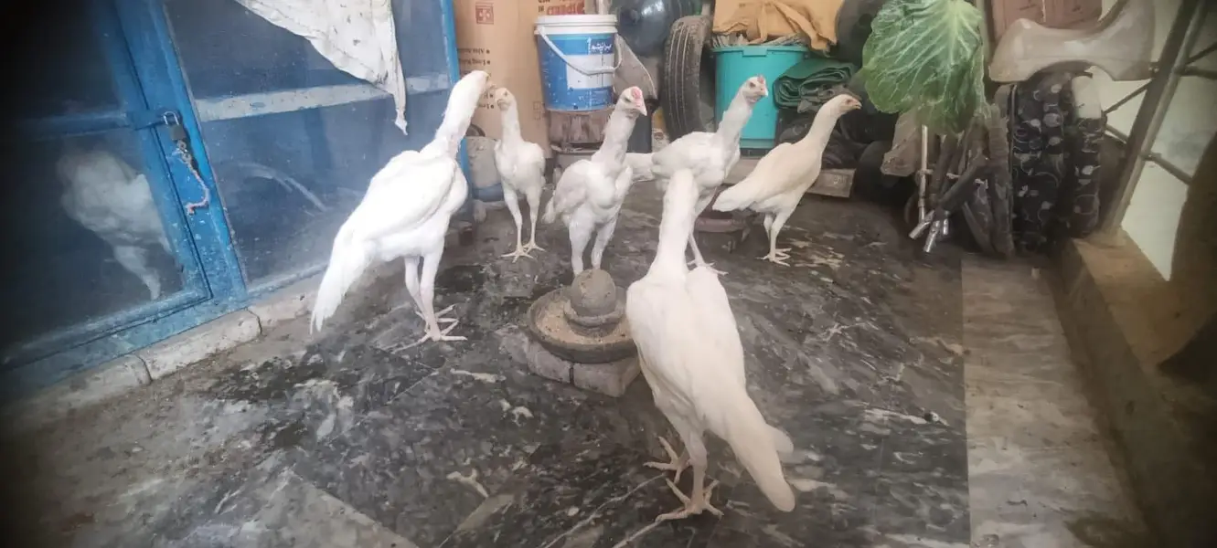 Aseel White Shamo & Heera White — photo 6