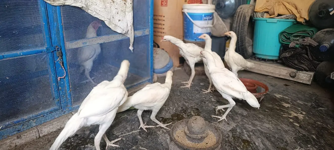 Aseel White Shamo & Heera White — photo 7