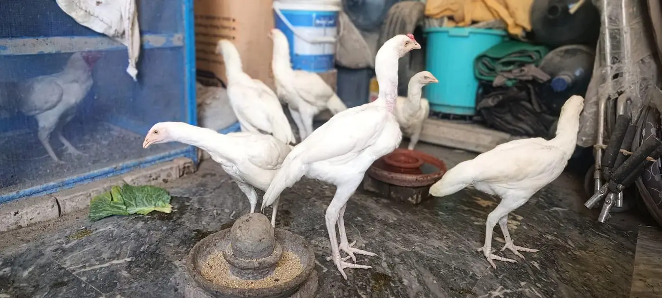 Aseel White Shamo & Heera White — photo 8
