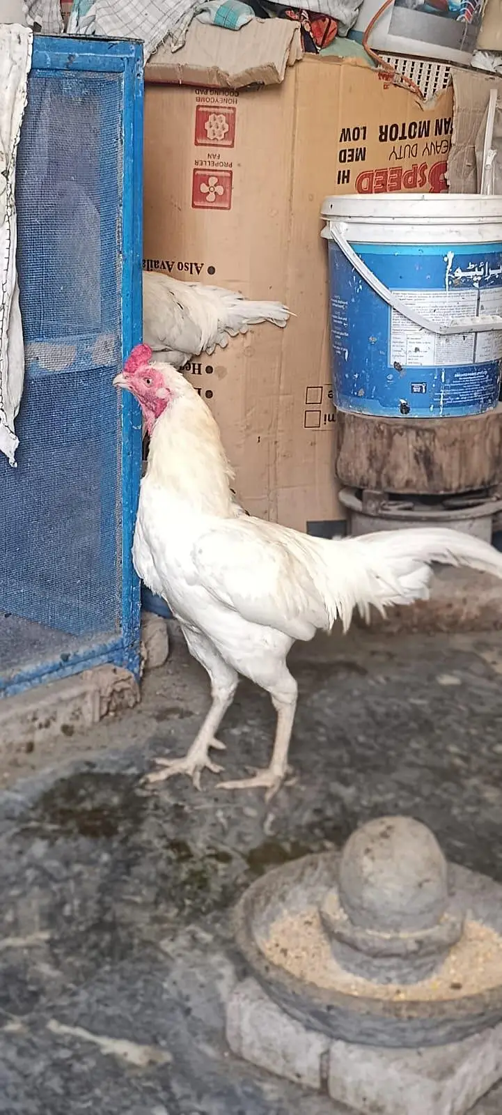 Aseel White Shamo & Heera White — photo 10