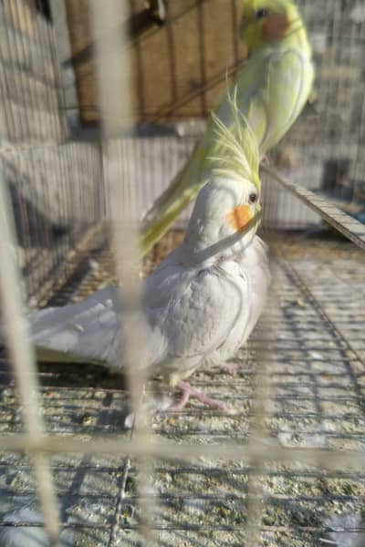 Cockatiel plus Mianwali Hen