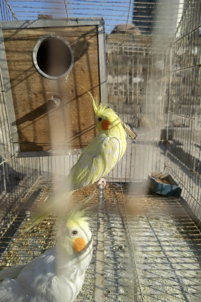 Cockatiel plus Mianwali Hen — photo 2
