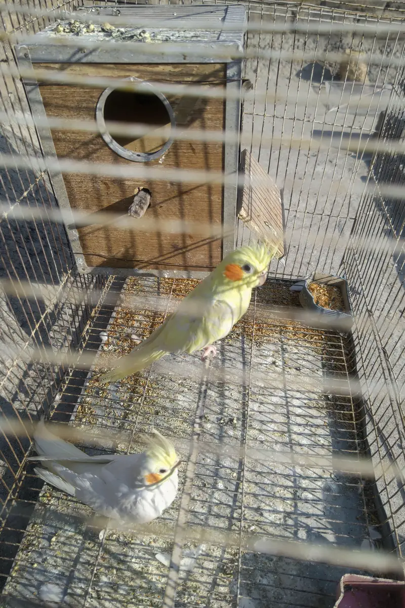 Cockatiel plus Mianwali Hen — photo 3