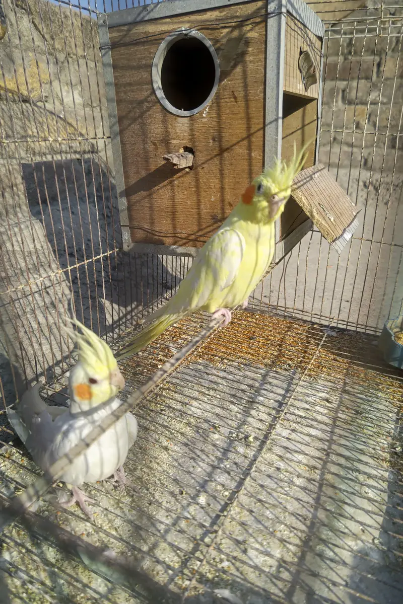Cockatiel plus Mianwali Hen — photo 4